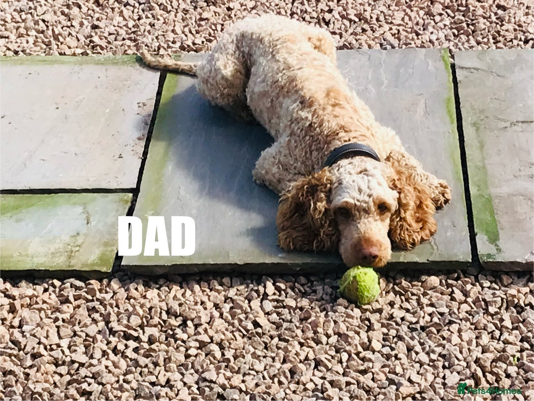 Cockapoo dogs for sale: 6 beautiful champagne and gold 🐶  - Image 5