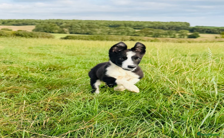 Border Collie dogs - Advert 3
