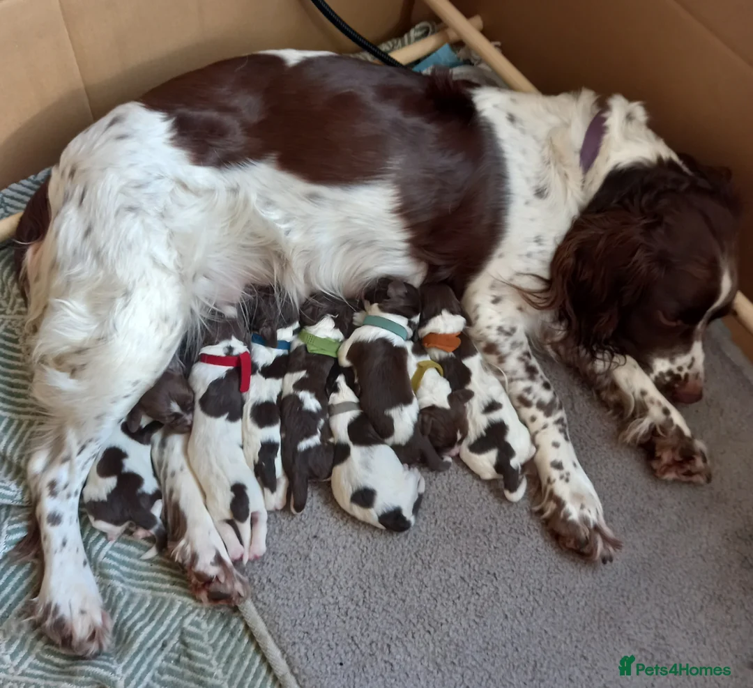 English Springer Spaniel dogs for sale: KC Registered English springer Spaniel puppies in Grantham - Advert 1