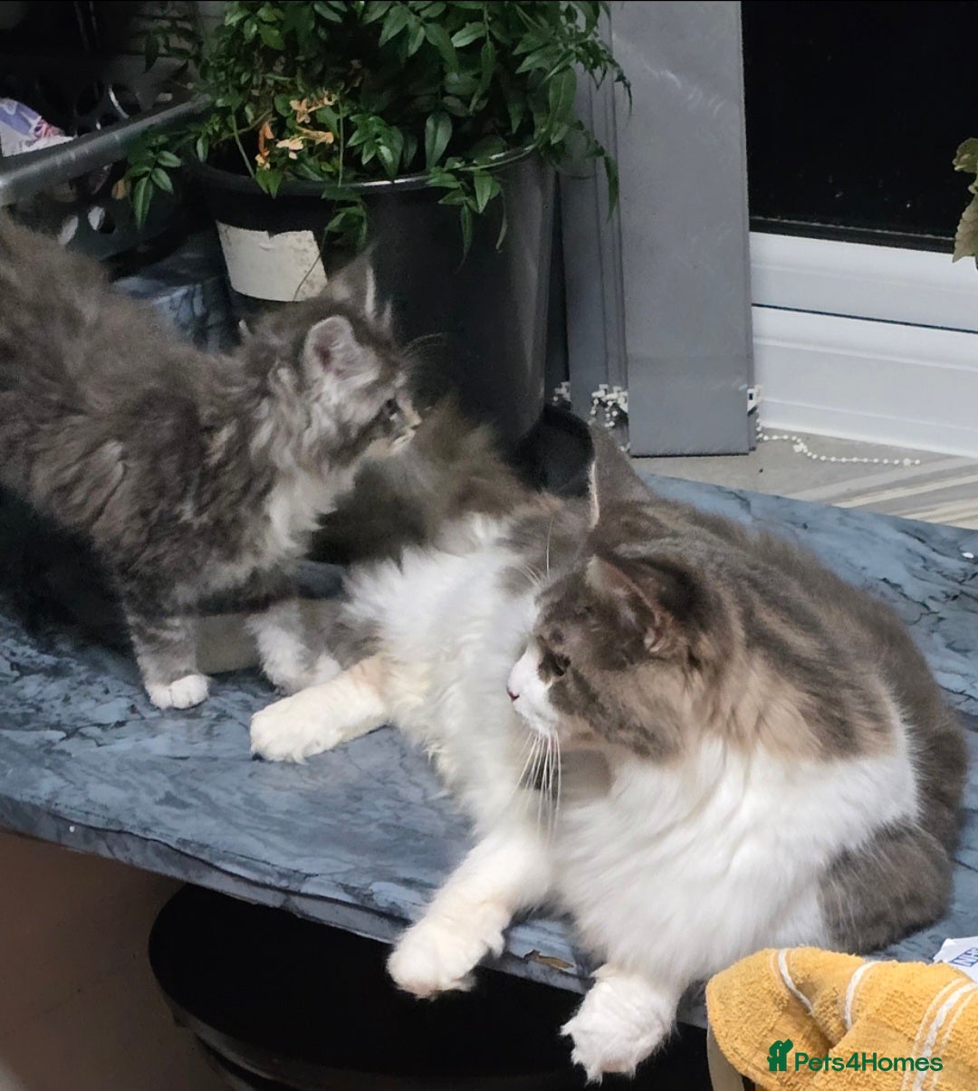 Maine Coon cats for sale: Giant maine coon kittens for sale  - Advert 23