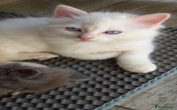 Ragdoll cats for sale: 2 flame point 1 chocolate point ragdolls  - Image 6