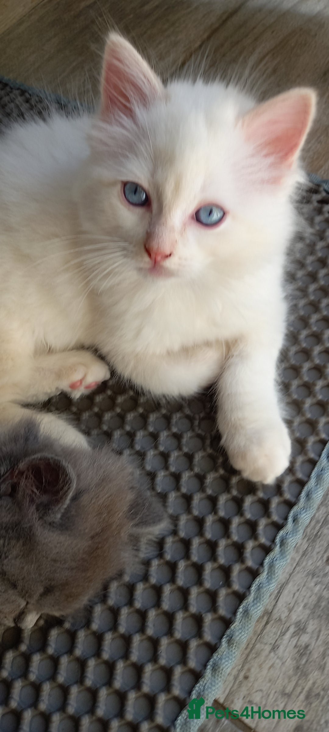 Ragdoll cats for sale: 2 flame point 1 chocolate point ragdolls  - Image 6