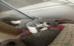 British Shorthair cats for sale: BEAUTIFUL BRITISH SHORTHAIR KITTENS - Image 19