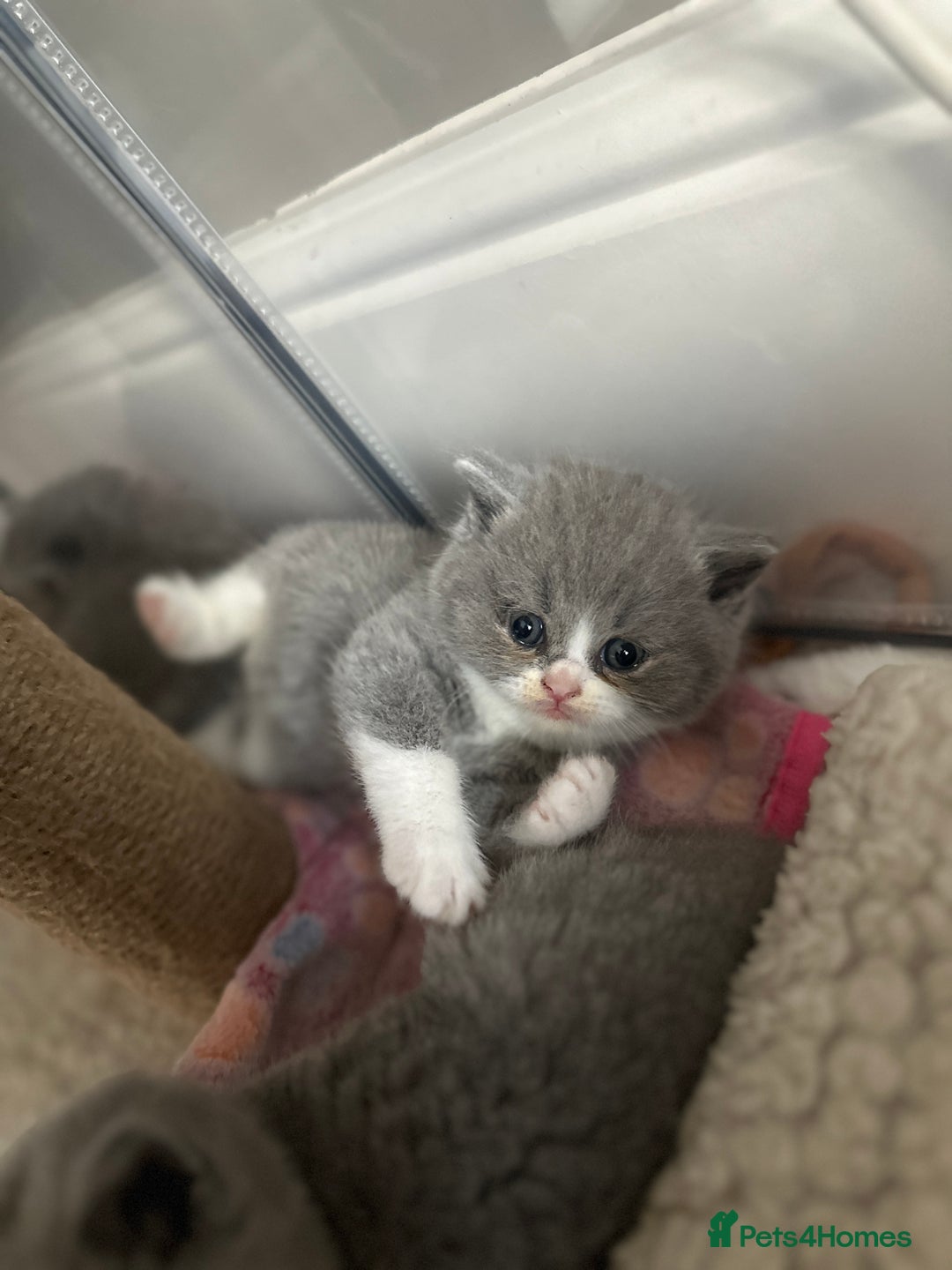 British Shorthair cats for sale: BEAUTIFUL BRITISH SHORTHAIR KITTENS - Image 19