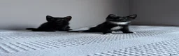 Domestic Shorthair cats for sale: Three kittens for sale  - Advert 6