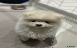 Pomeranian dogs for sale: Pomeranian Pups - Ready for new homes 💕 - Advert 1