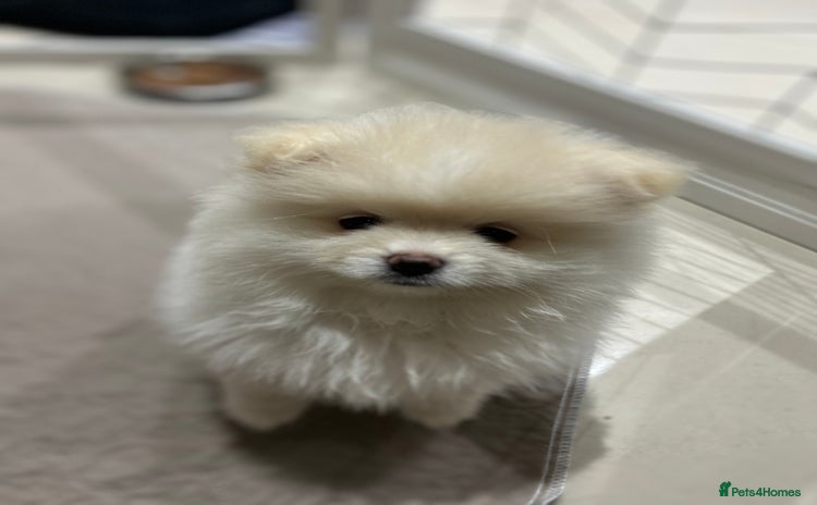 Pomeranian dogs Pomeranian Pups - Ready for new homes 💕 - Advert 12