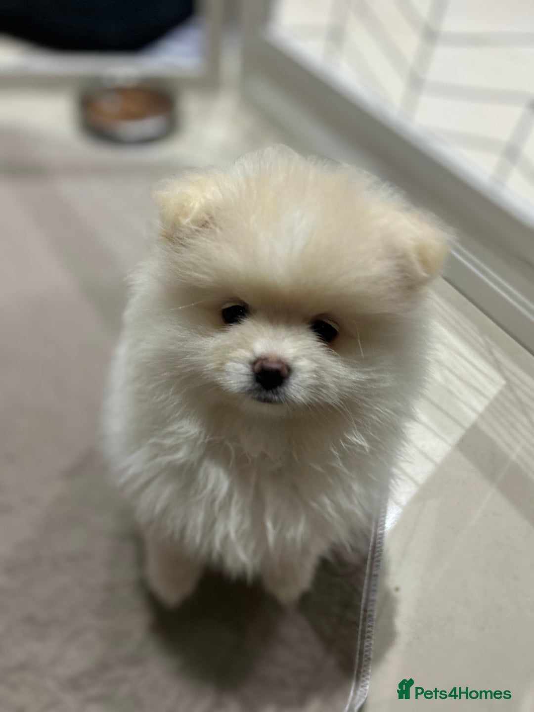 Pomeranian dogs for sale: Pomeranian Pups - Ready for new homes 💕 - Advert 1
