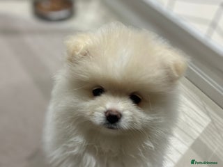 Pomeranian dogs for sale: Pomeranian Pups - Ready for new homes 💕 - Advert 1