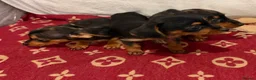 Dachshund dogs for sale: Dachshund  - Advert 5