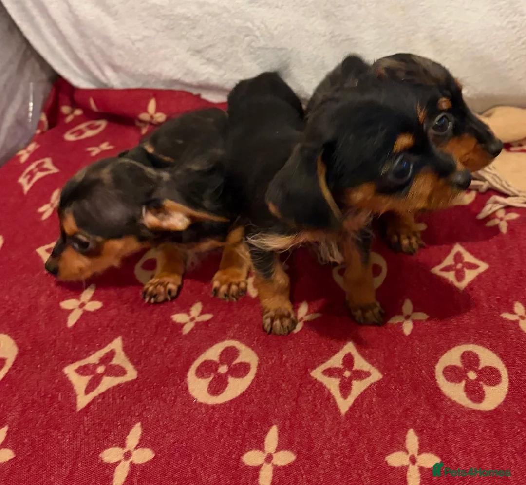 Dachshund dogs for sale: Dachshund  - Advert 5