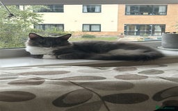 Maine Coon cats for sale: Mainecoon Male Kitten - Image 2