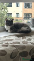 Maine Coon cats - Advert 15