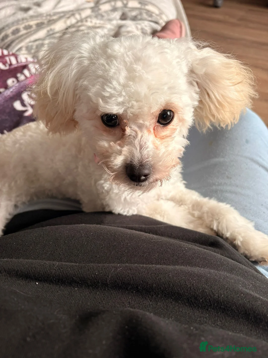 Shihpoo dogs for sale: Shihpoo puppy - Advert 4