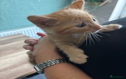 Mixed Breed cats for sale: Adorable fluffy friendly kittens for sale - Image 15