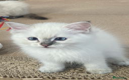 Ragdoll cats for sale: Ragdoll kittens - Image 4