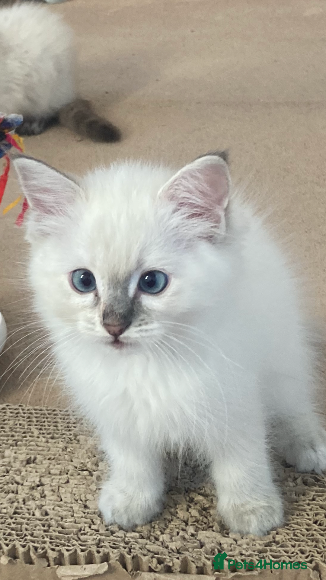 Ragdoll cats for sale: Ragdoll kittens - Image 4