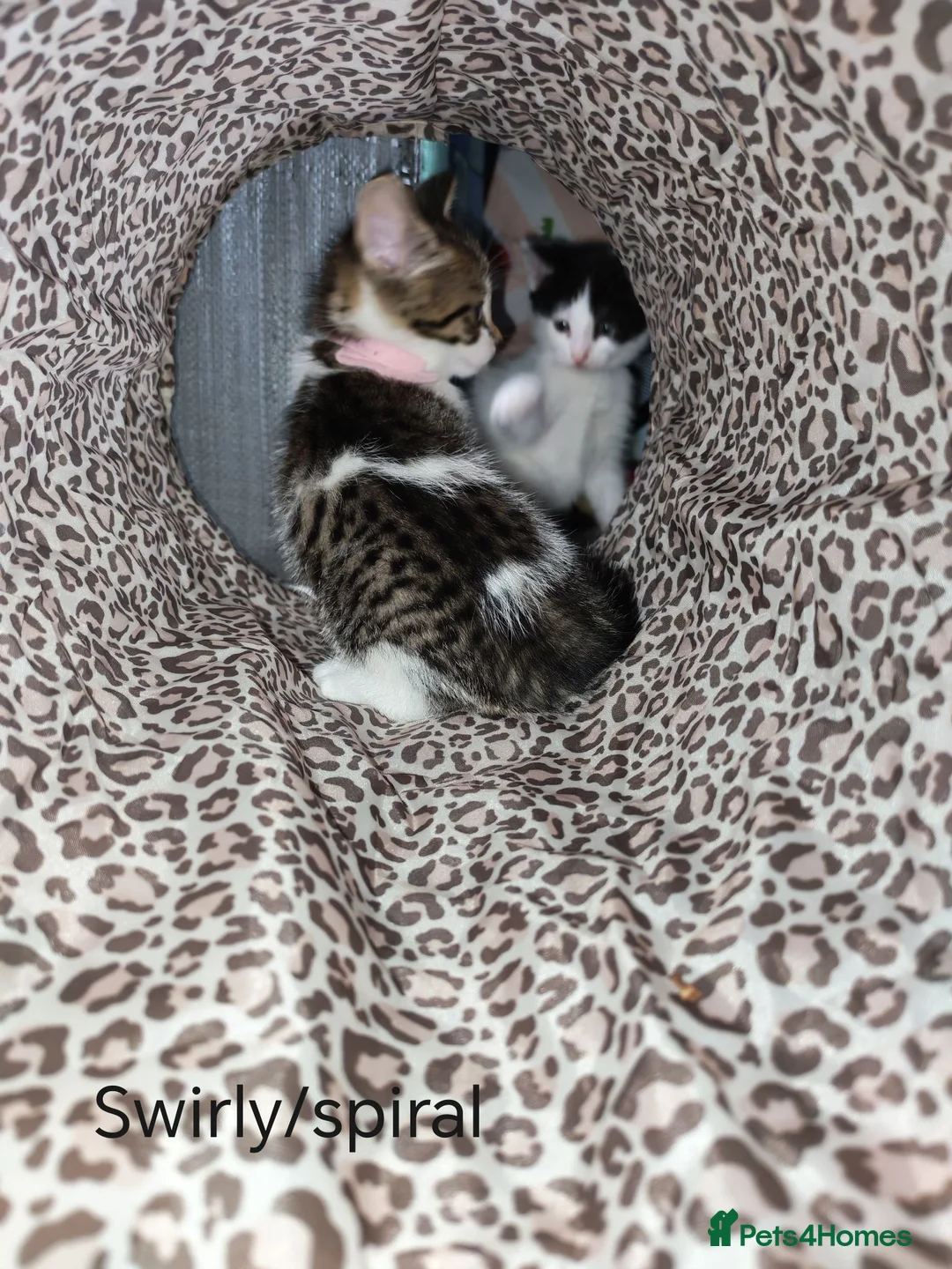 Domestic Shorthair cats for sale: 8 mixed breed kittens for sale in Huddersfield - Advert 2