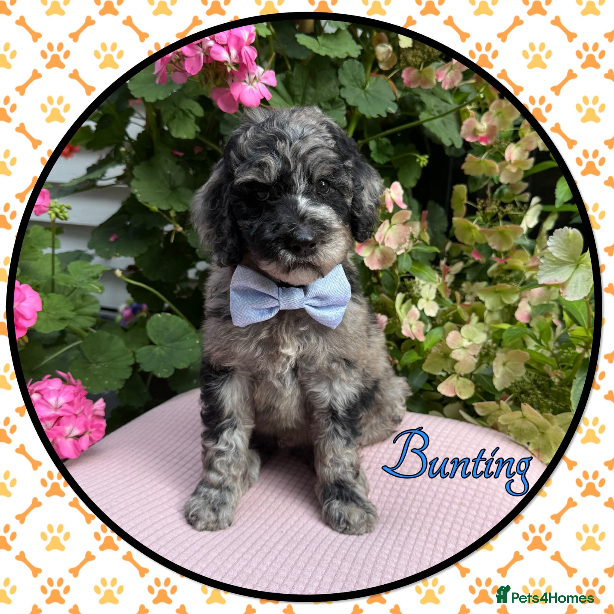 Labradoodle dogs 🌈CAN STAY FOR UPCOMING HOLS🌈OUTSTANDING PUPS🌈 - Advert 1