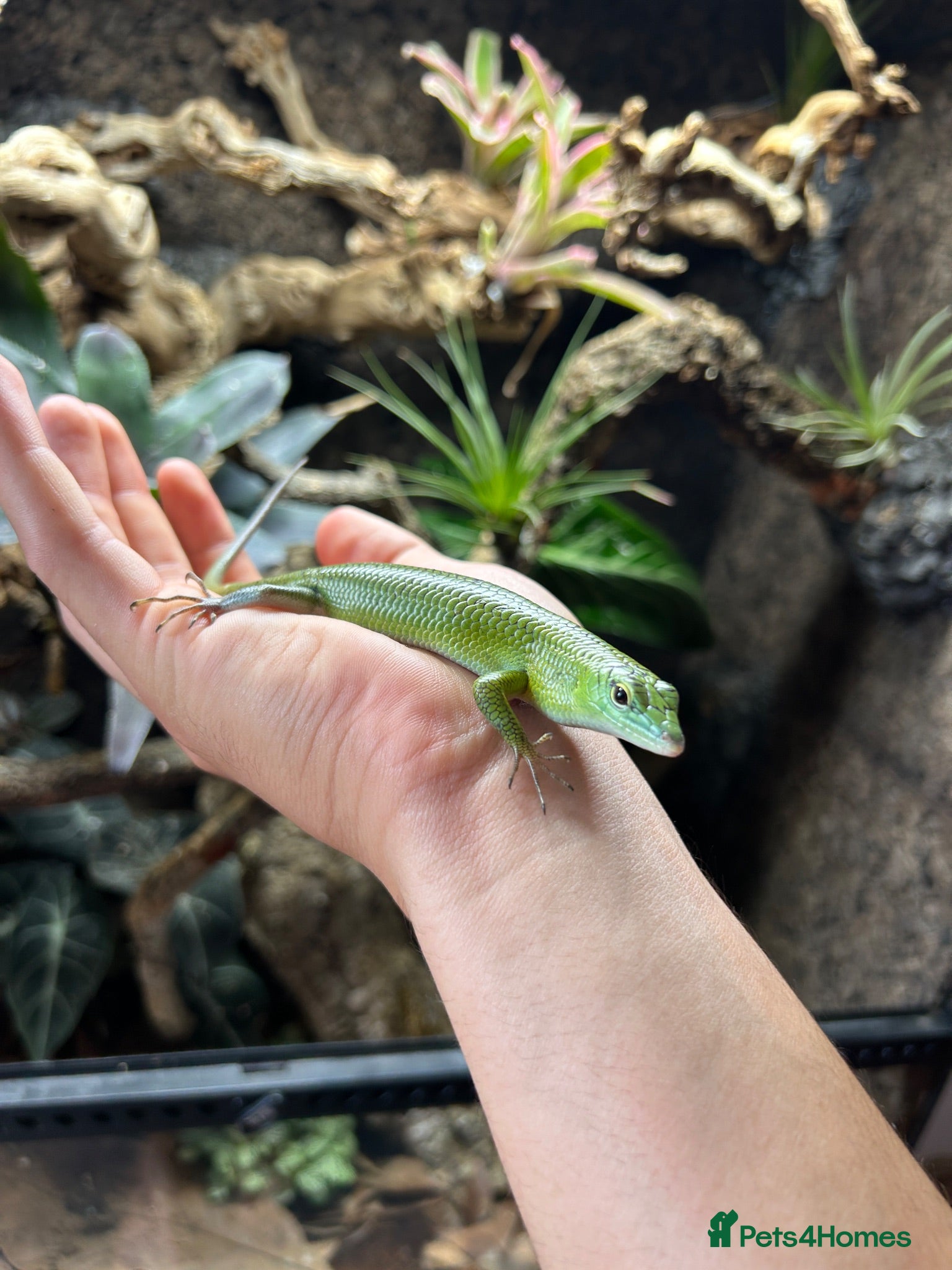 Skink reptiles Emerald Tree Skink 15 month old Male - Advert 1