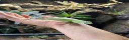 Skink reptiles for sale: Emerald Tree Skink 15 month old Male in Gravesend - Advert 1