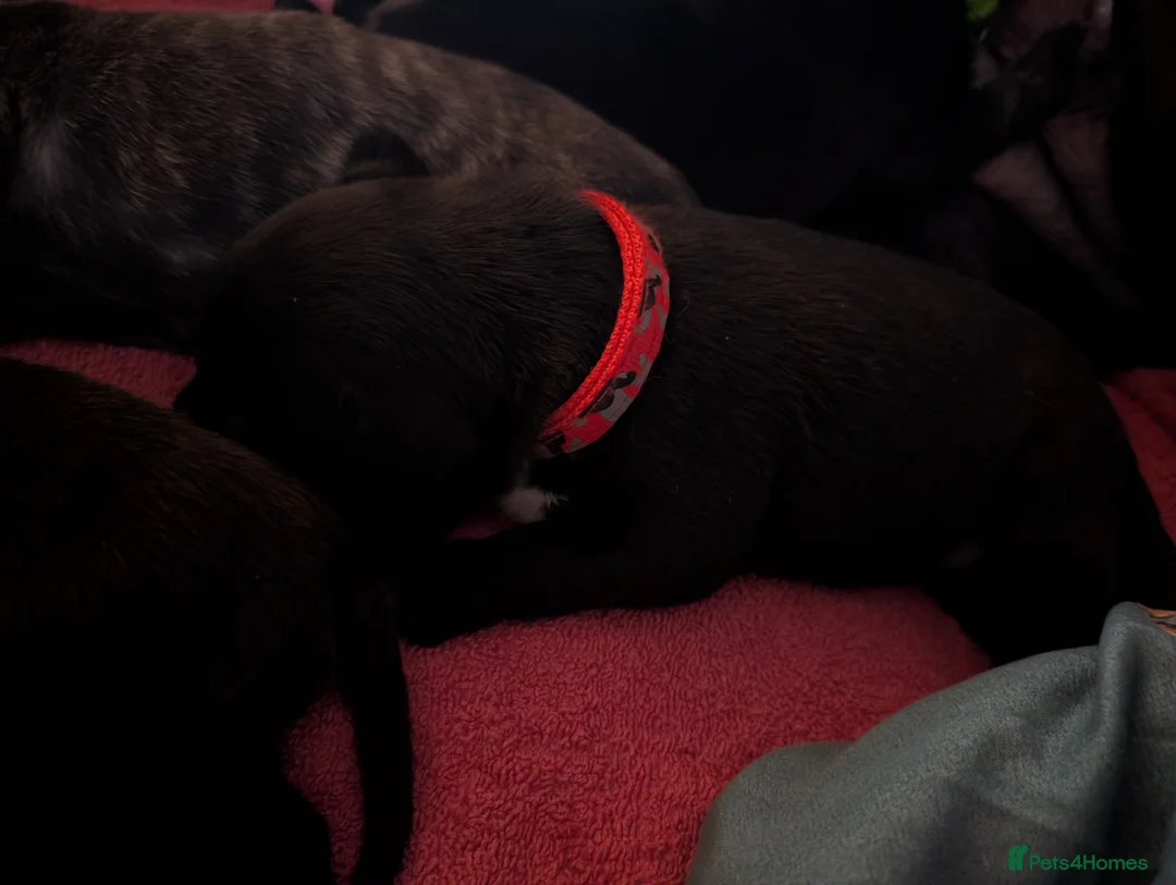 Mixed Breed dogs for sale: 3 beautiful girls looking for their own sofa  - Advert 30