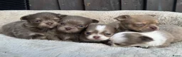 Chihuahua dogs for sale: 🐾🩶 OUTSTANDING litter of EXCEPTIONAL Chihuahuas - Advert 8