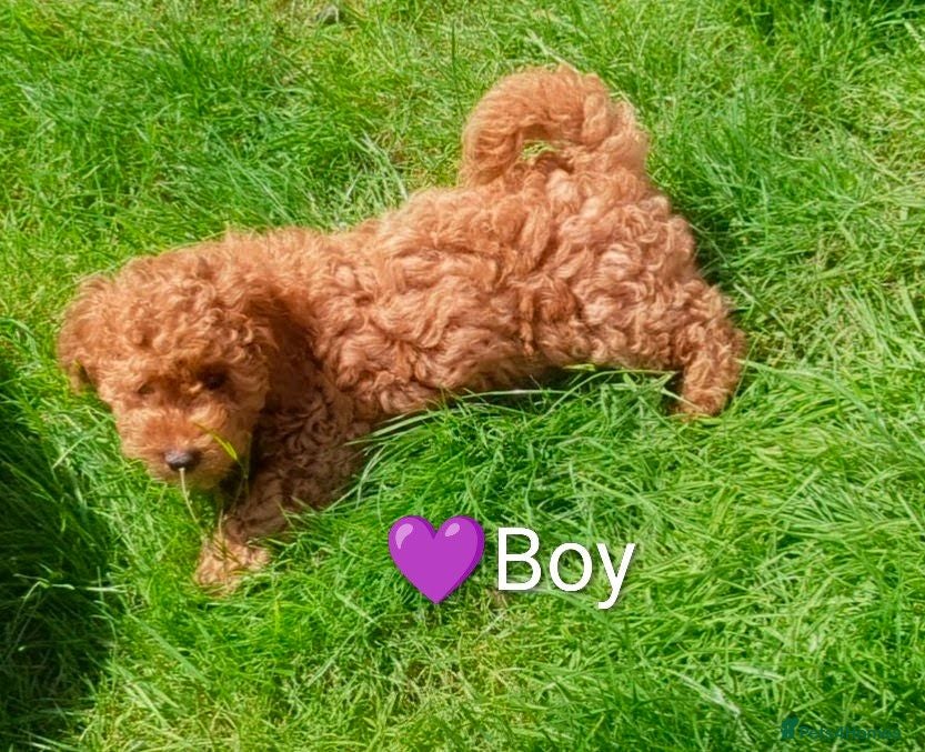 Cavapoo dogs Toy/Small Cavapoo Puppies – Ready 🐾 4💙 2🩷 - Advert 2