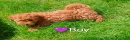 Cavapoo dogs for sale: *Reduced* toy Cavapoo Puppies – Ready 🐾 4💙 2🩷 - Advert 12