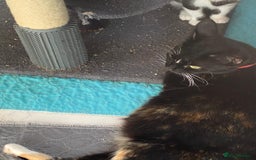 Mixed Breed cats for sale: 2 boys 1 girl left - Image 13