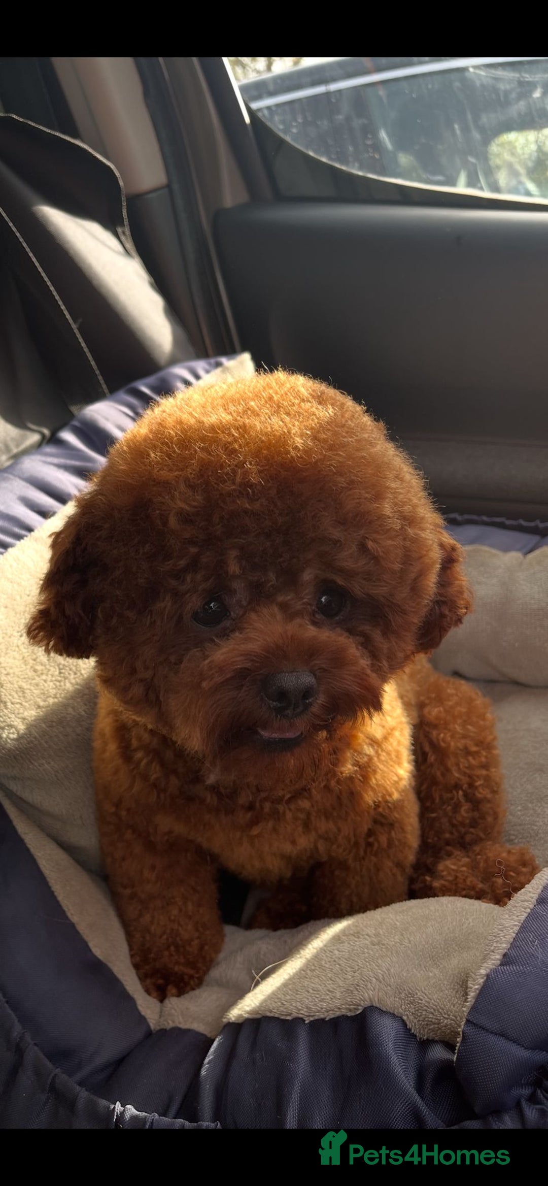 Poochon dogs for sale: ♥️🐶🧸 TINY ASIAN TOY POOCHONS FOR SALE ♥️ - Advert 16