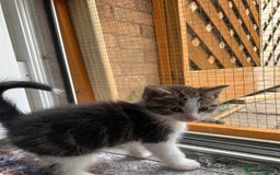 British Shorthair cats for sale: Little Tabby Kitten  - Image 6