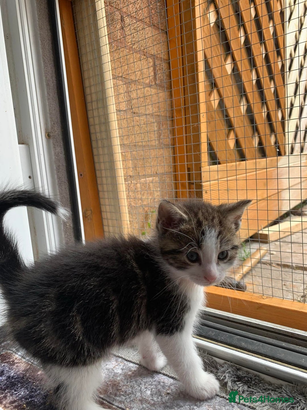 British Shorthair cats for sale: Little Tabby Kitten  - Image 6