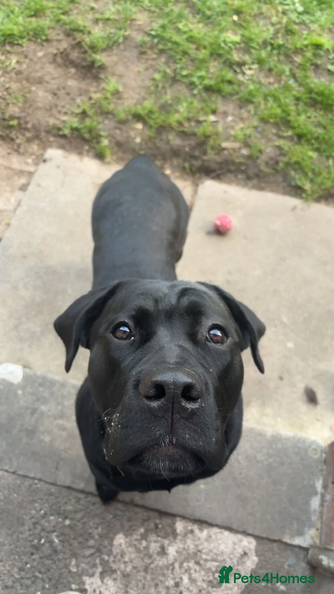 Cane Corso dogs for sale: Beautiful Female Cane Corso – Athena ❤️ in Blackpool - Advert 2
