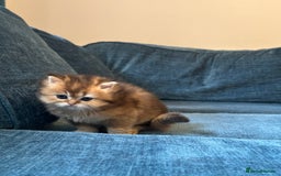 British Longhair cats for sale: Rare Golden Shaded British Longhair Girl Teddy  - Image 21