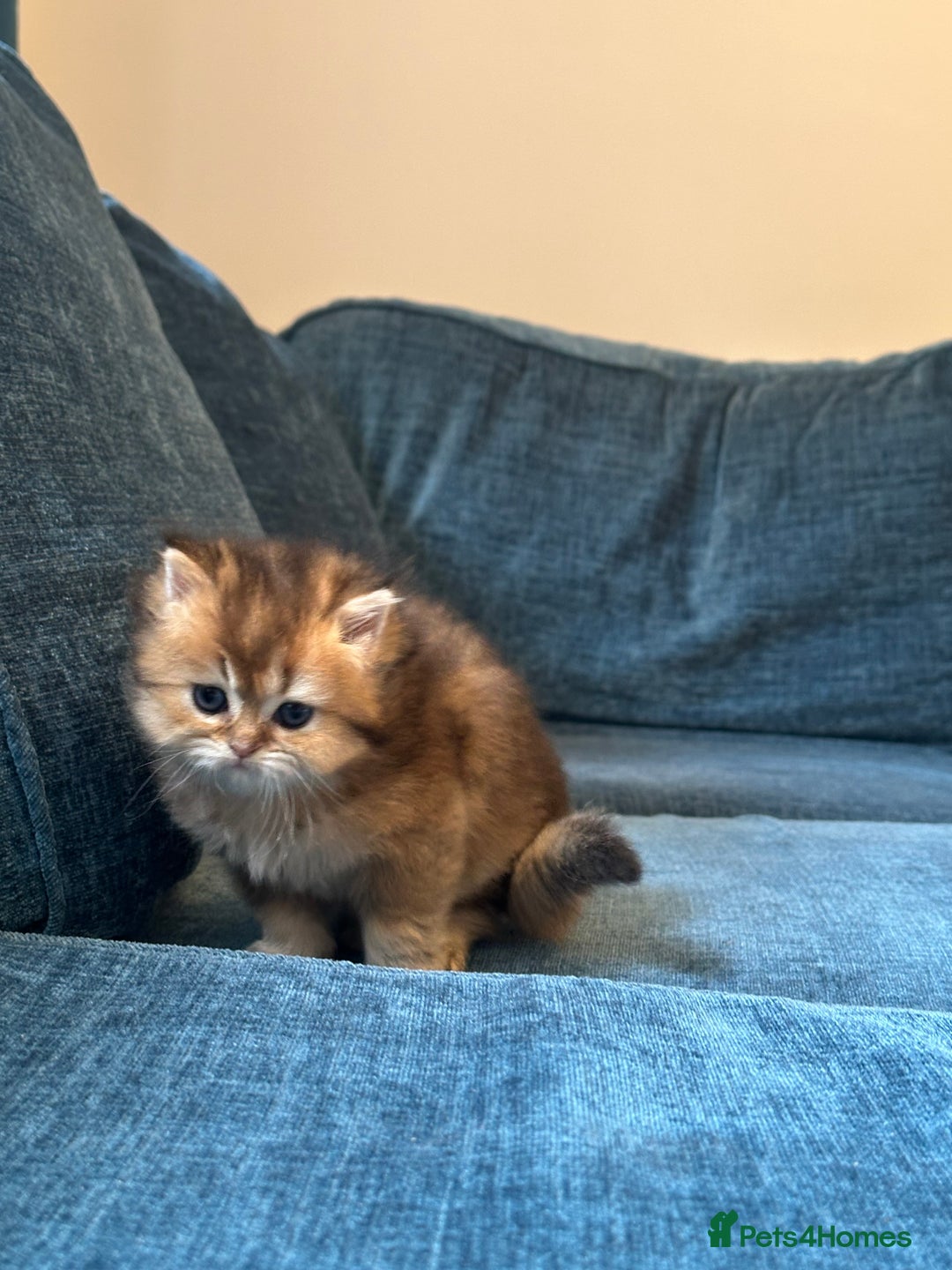 British Longhair cats for sale: Rare Golden Shaded British Longhair Girl Teddy  - Image 21