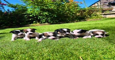 Jack Russell dogs - Advert 9