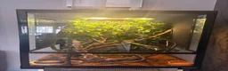 Chameleon reptiles for sale: Young male Yemen Chameleon with full set up  - Advert 1