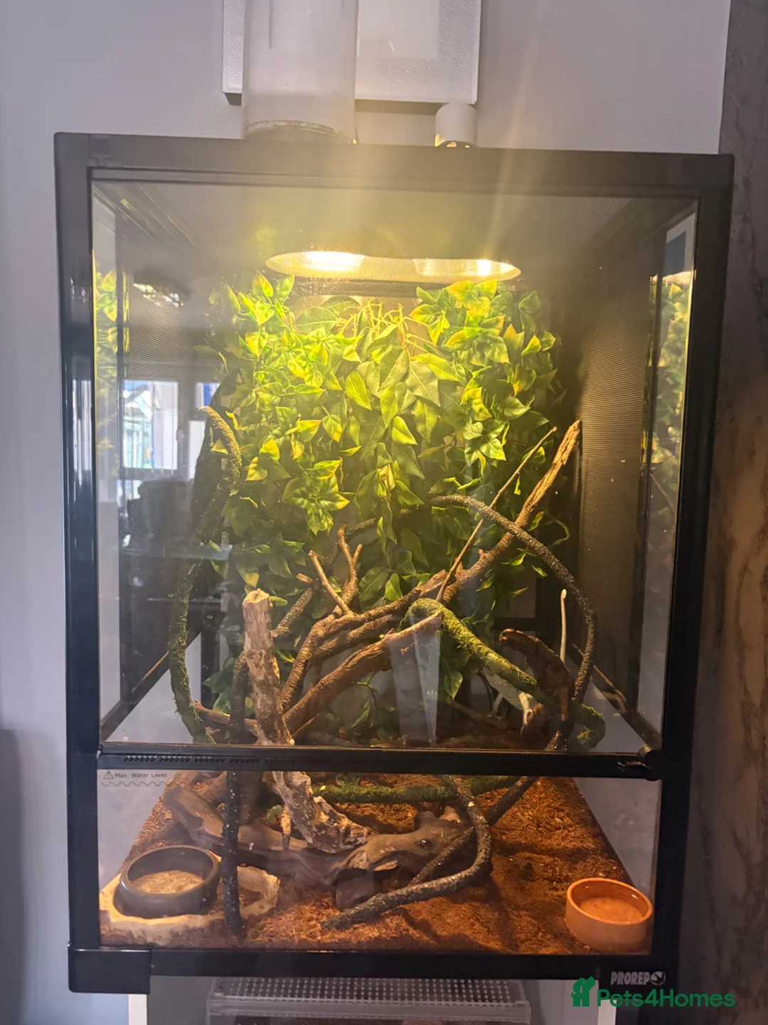 Chameleon reptiles for sale: Young male Yemen Chameleon with full set up  - Advert 1