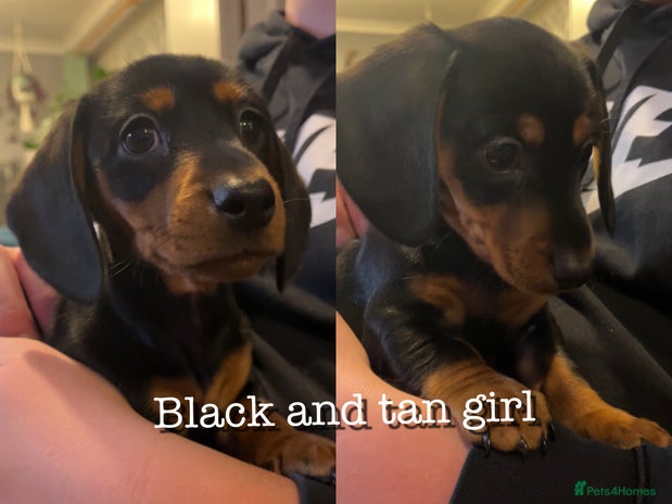 Miniature Dachshund dogs 3 left Kc reg mini dachshunds - Advert 11