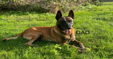 Belgian Shepherd Dog dogs - Advert 2