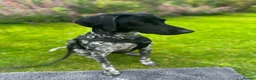 Pointer dogs for adoption: Oreo is looking for her forever home  in Humbie - Advert 12
