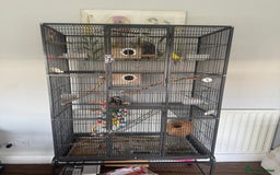 Budgerigars birds for sale: 4 juvenile budgies 2 girls 2 boys and big cage - Advert 1