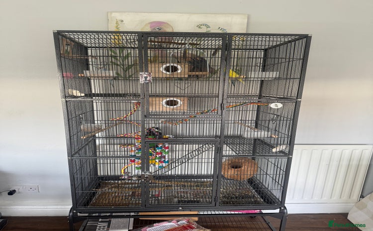 Budgerigars birds 4 juvenile budgies 2 girls 2 boys and big cage - Advert 1