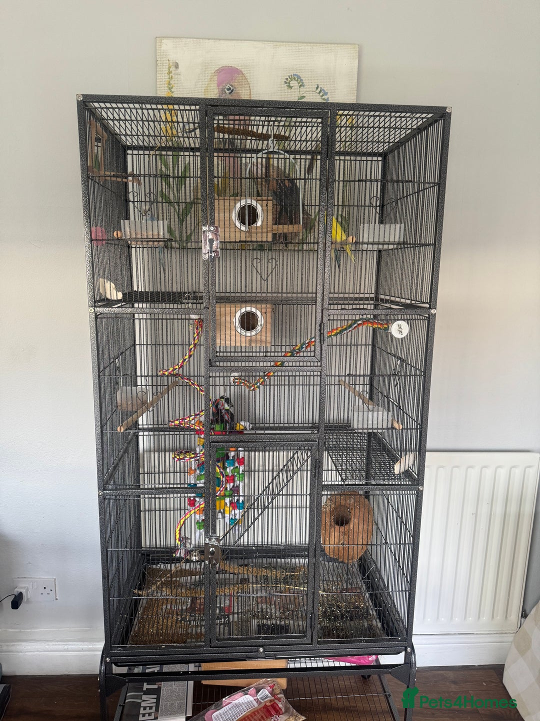 Budgerigars birds for sale: 4 juvenile budgies 2 girls 2 boys and big cage - Advert 1