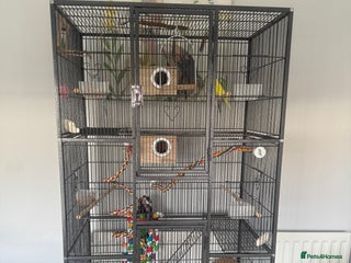 Budgerigars birds 4 juvenile budgies 2 girls 2 boys and big cage - Advert 2
