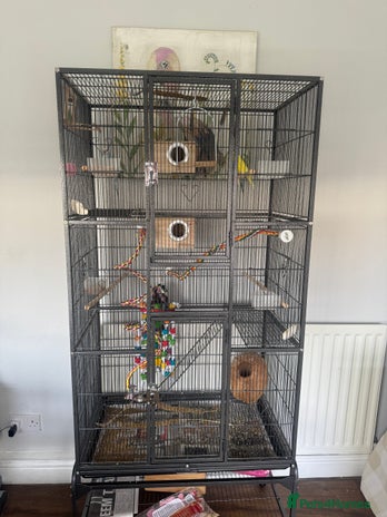 Budgerigars birds 4 juvenile budgies 2 girls 2 boys and big cage - Advert 1