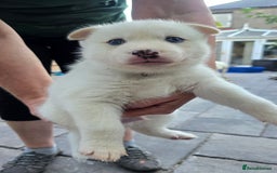 Siberian Husky dogs for sale: Siberian husky pups  - Image 1