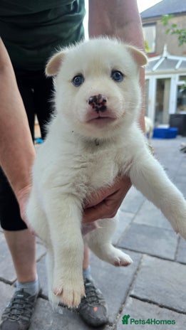 Siberian Husky dogs - Advert 11