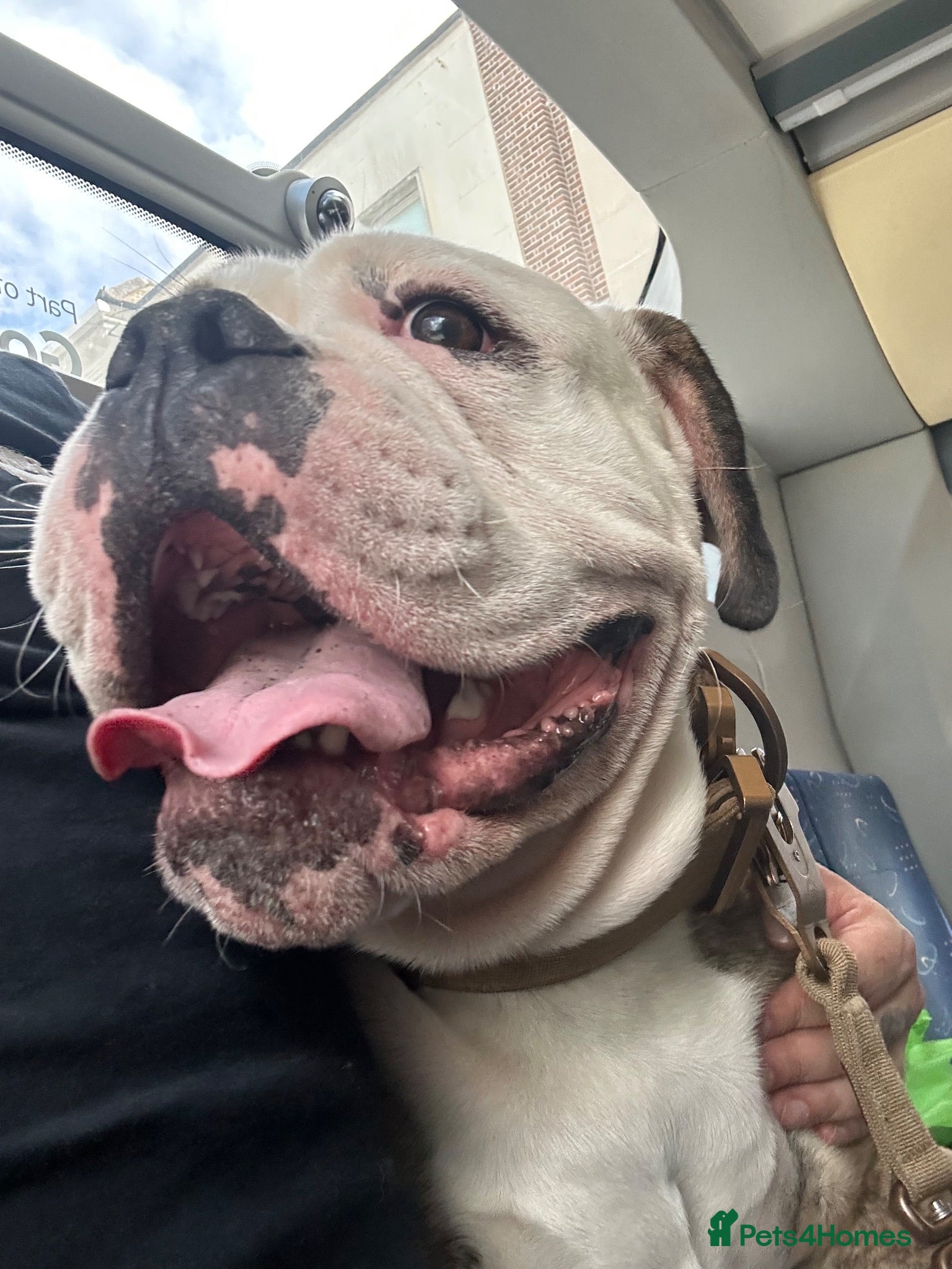 Olde English Bulldogge dogs Only two boys remaining 5star pups  ⭐️⭐️⭐️⭐️ - Advert 2
